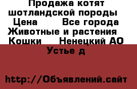 Продажа котят шотландской породы › Цена ­ - - Все города Животные и растения » Кошки   . Ненецкий АО,Устье д.